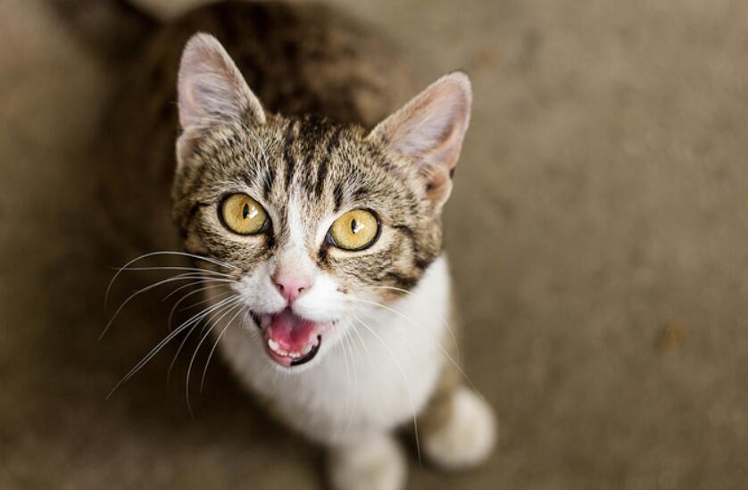 09年吉林一医生频繁听到患者发出猫叫,调查后大惊:染色体出了问题