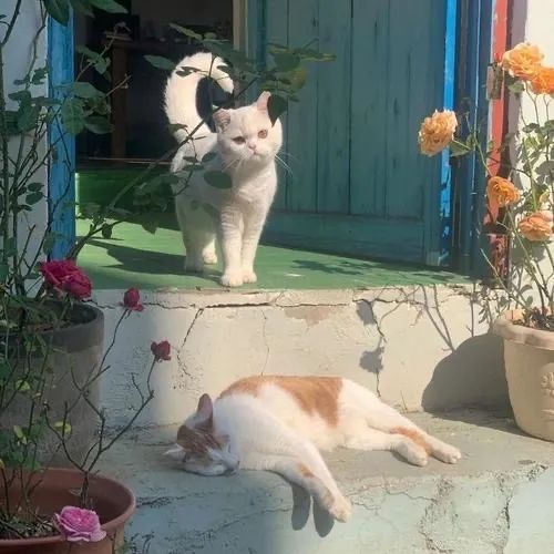 背景图ins风鲜花,ins复古黑色鲜花壁纸