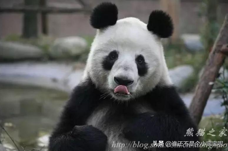 每天认识一只大熊猫和花,每天认识一支大熊猫