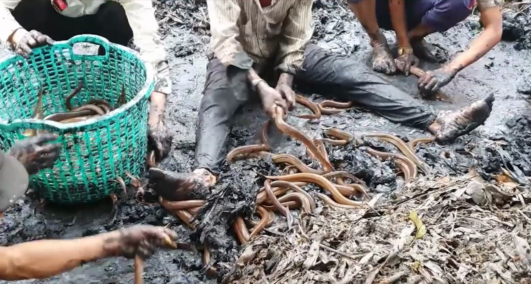 越南人用污泥加稻草怎么养黄鳝,越南人地下室可以养黄鳝吗