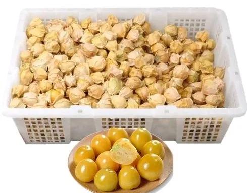 菇娘果种植与管理,怎么种姑娘果好吃