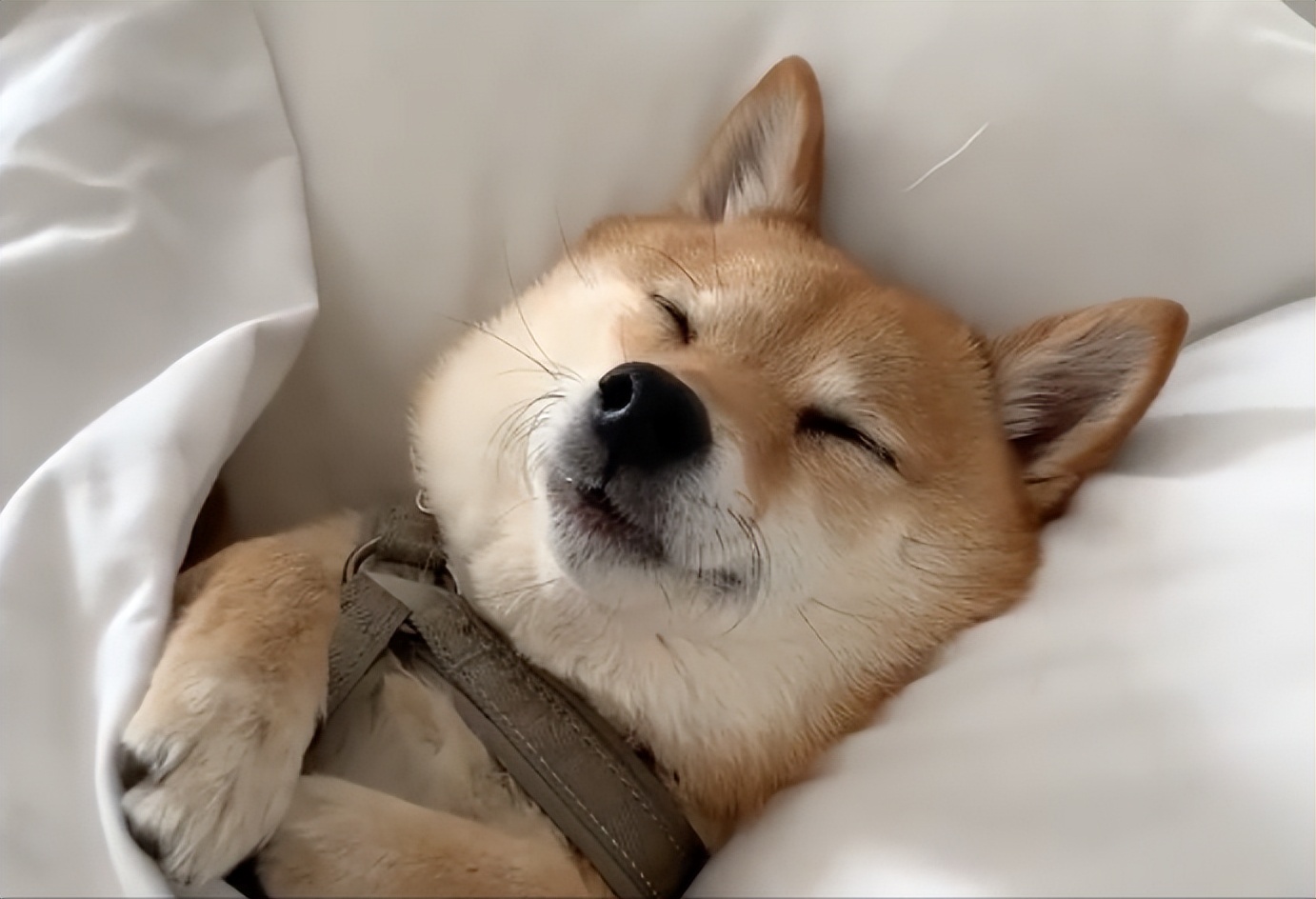 狗狗为什么爱睡床睡沙发,狗狗喜欢睡枕头上是什么原因