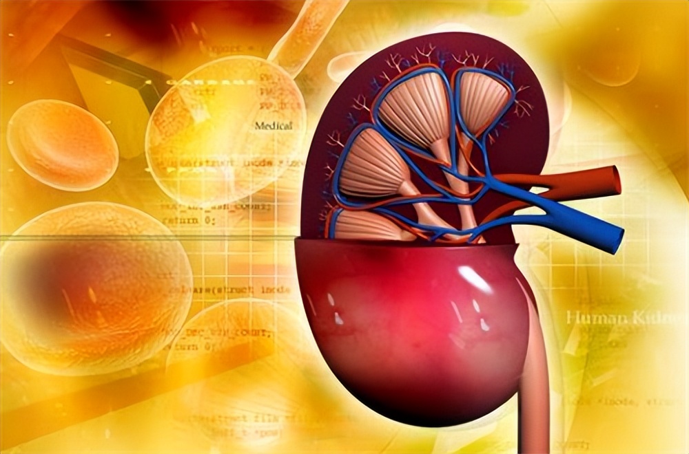 iga肾病肌酐高少吃肉能降下来吗,肌酐偏高禁吃什么食物