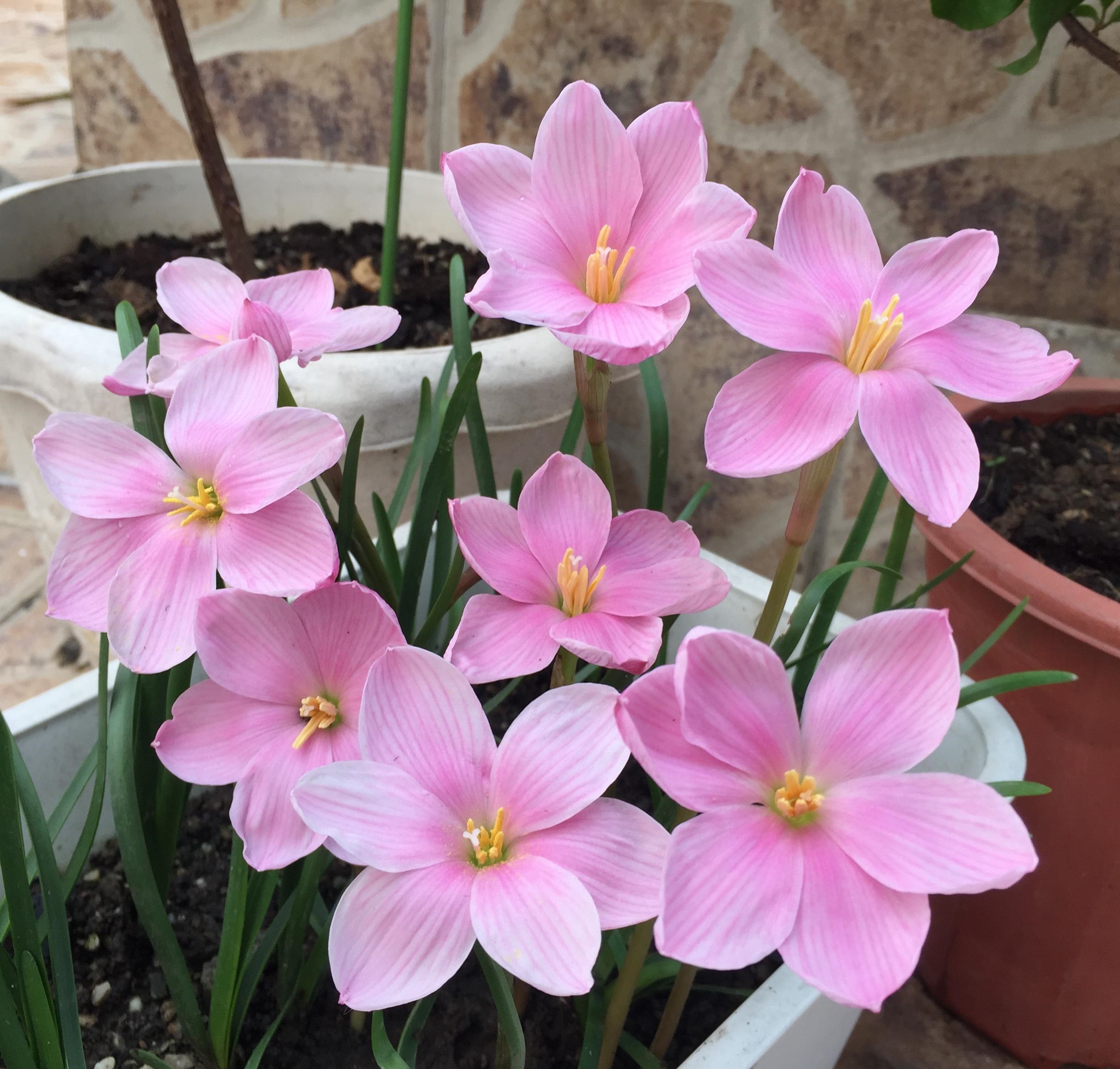 花期长好看耐寒耐高温的花好养,花期长耐热耐寒又好养的花
