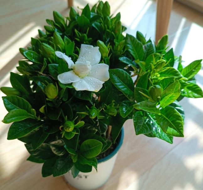 卧室盆栽一年四季都香,室内四季很香的盆栽