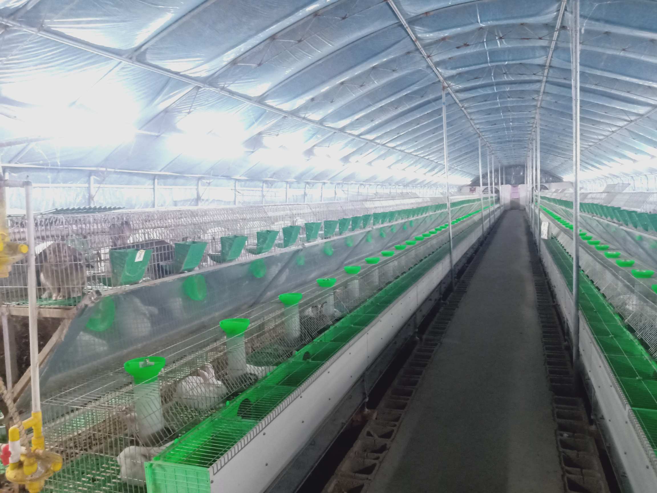 兔场清粪带的设计方案,兔场自动清粪设备什么价格