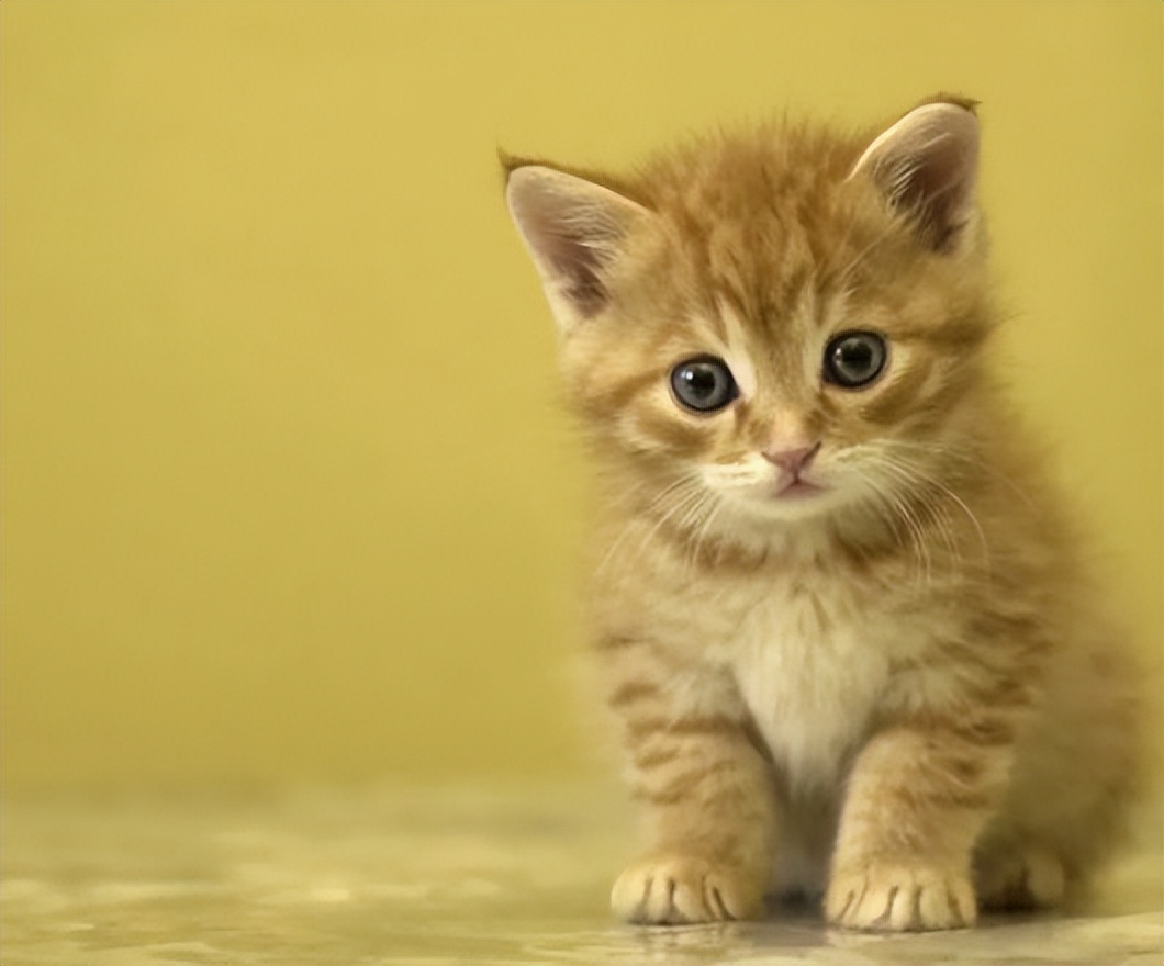 越来越不喜欢自己的狗,突然不喜欢猫了怎么回事