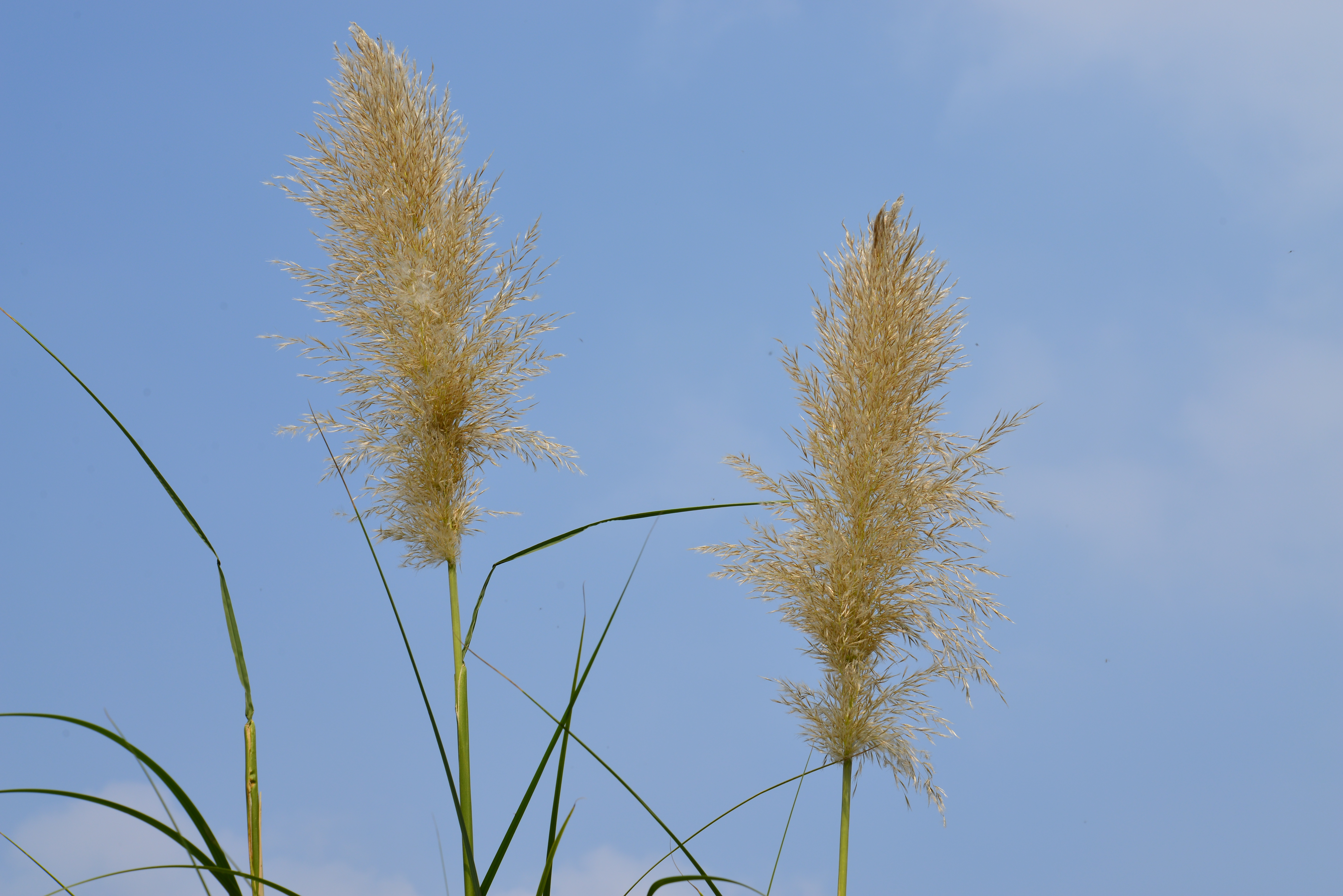 尼康d750和尼康d810和尼康d610,尼康d610缺点在哪里