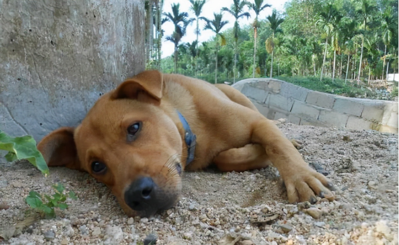 为什么断尾会延长狗狗寿命,狗狗一年的寿命是人的多少年