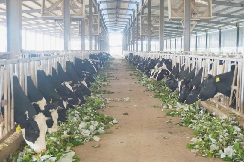 苎麻在哪本医书里被称为中国草,苎麻草如何寻找