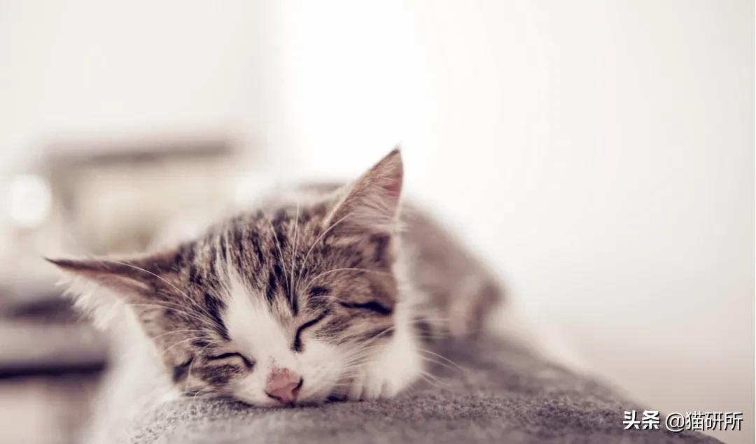 猫咪低血糖严重脱水,猫咪低血糖能导致低体温吗