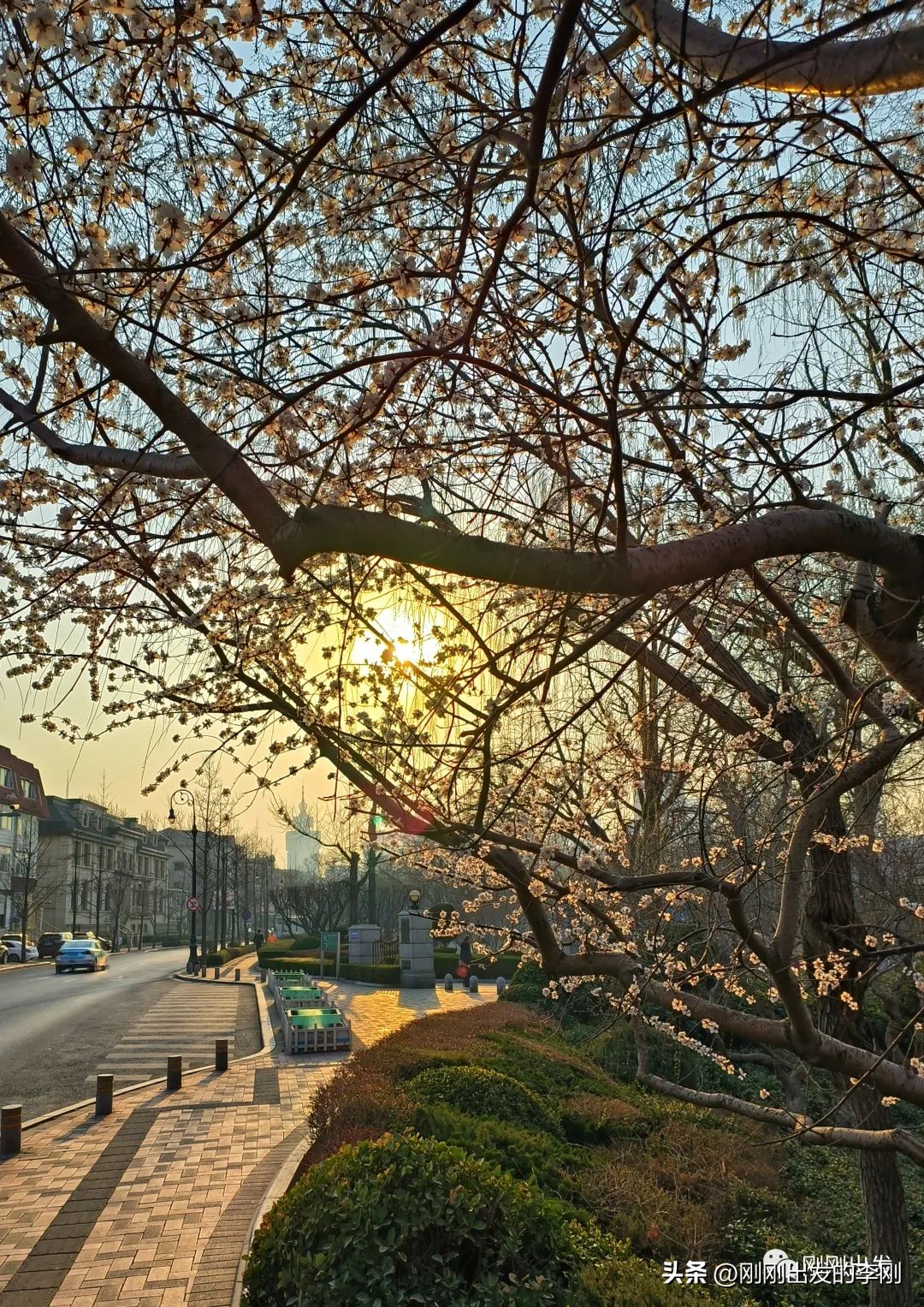 去大连看桃花是在几月份,大连哪里适合看金丝桃花