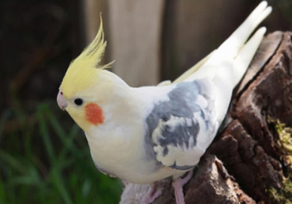 玄凤鹦鹉怎么预防疾病,笼养玄凤咬人怎么改正