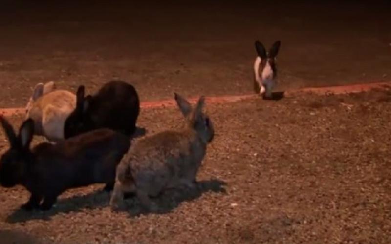 为什么出现兔子病毒,兔子病毒是真的吗