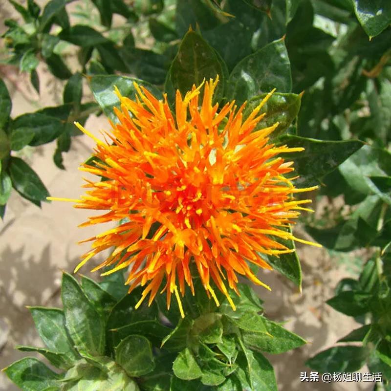 藏红花最便宜多少钱1公斤,藏红花贵不贵一般多少钱1g