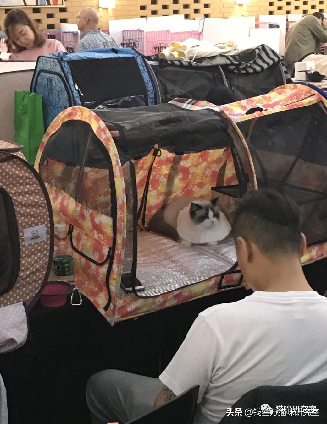 买猫防坑指南,新手买猫要买哪几种猫