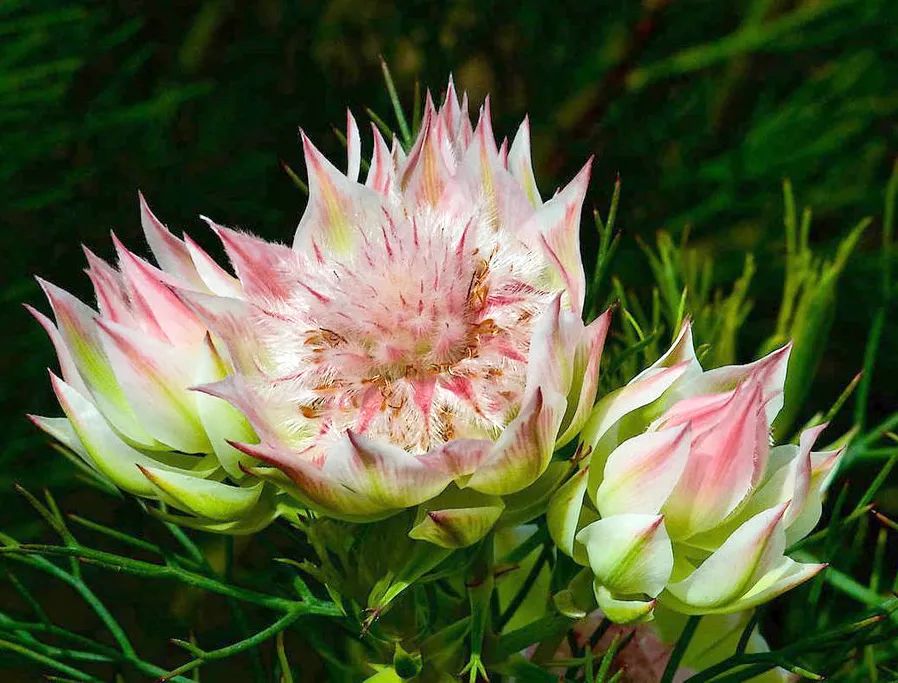 南非新娘花季节,南非的新娘花