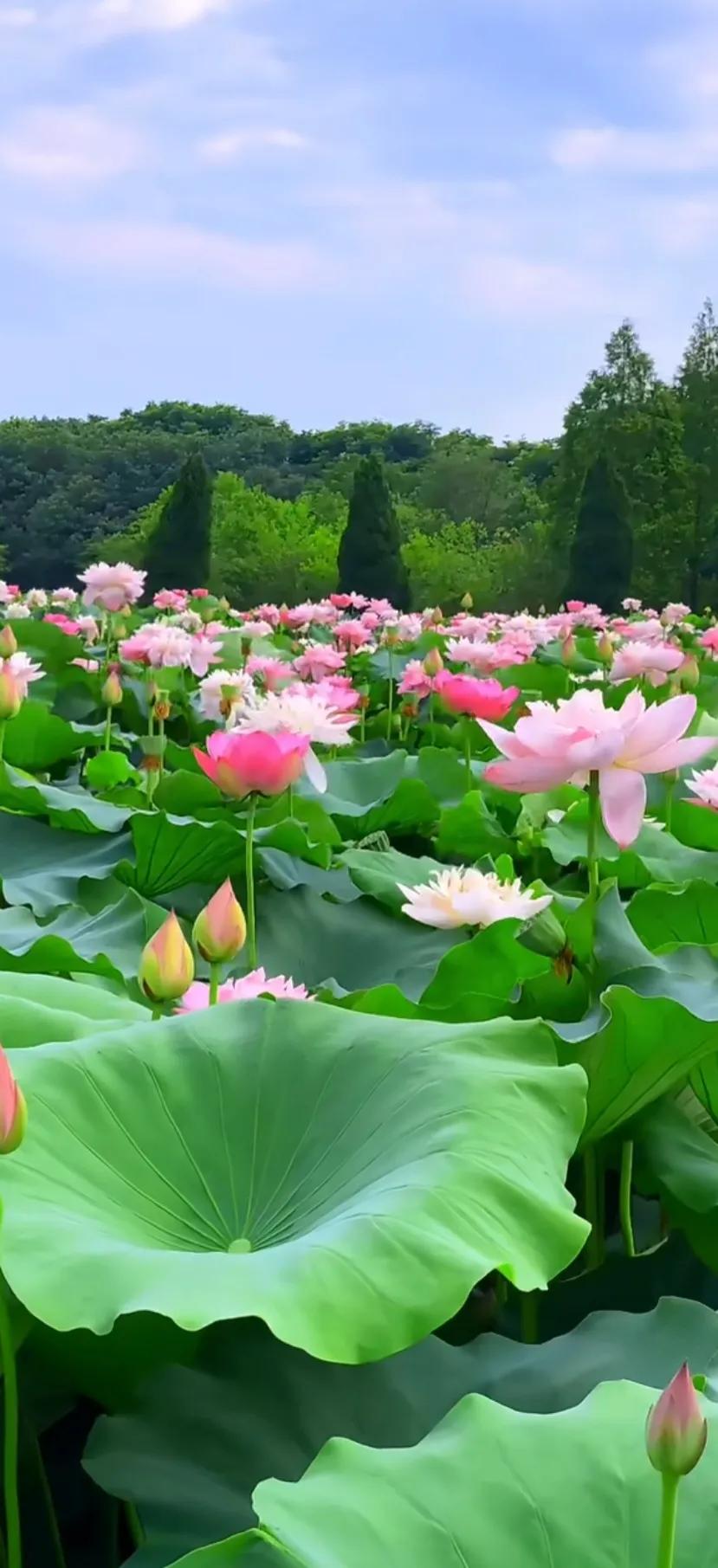 夏的季节荷花图片,三夏荷花图片