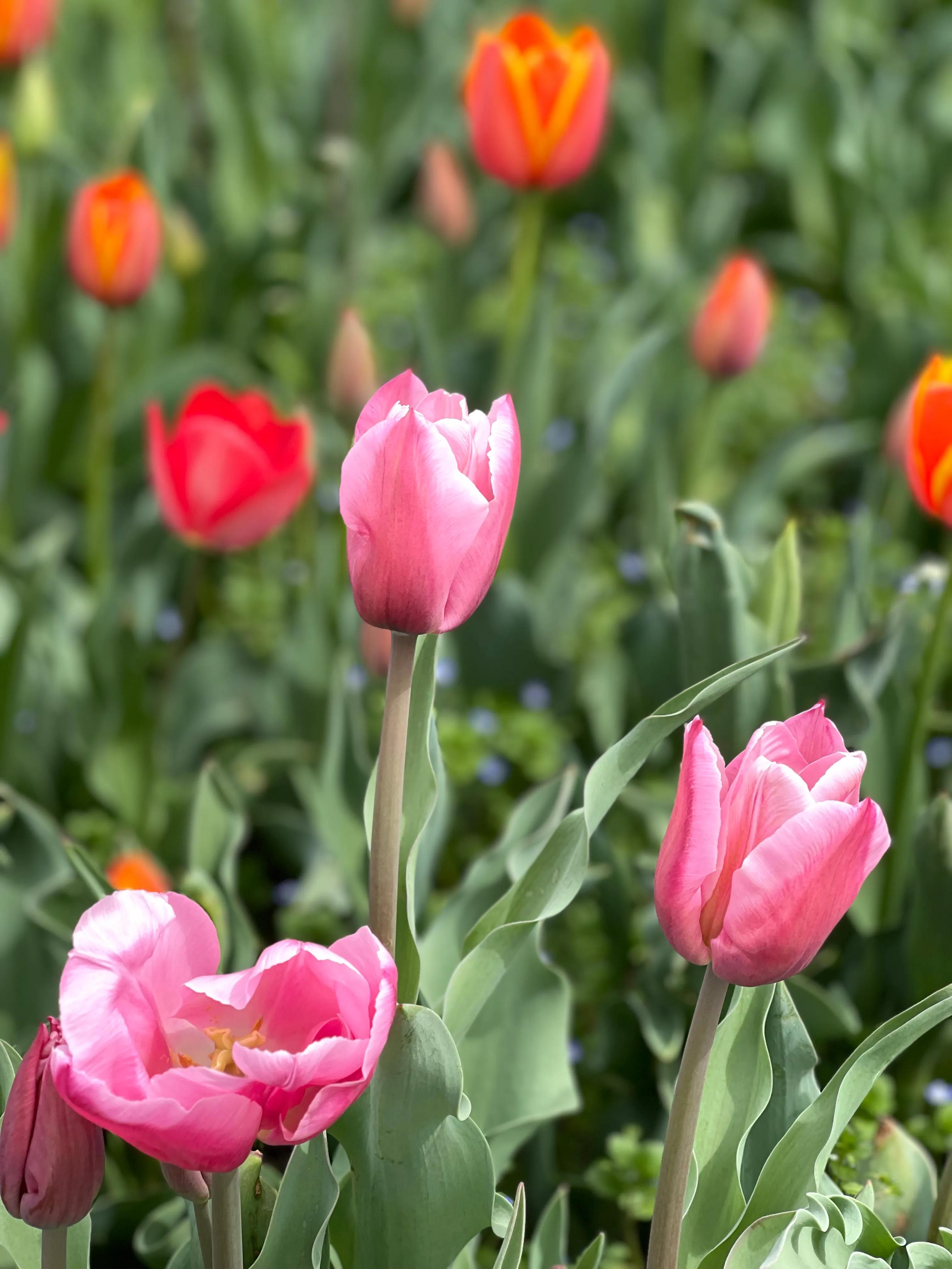 兴庆公园长乐之声合唱团直播现场,兴庆公园大合唱