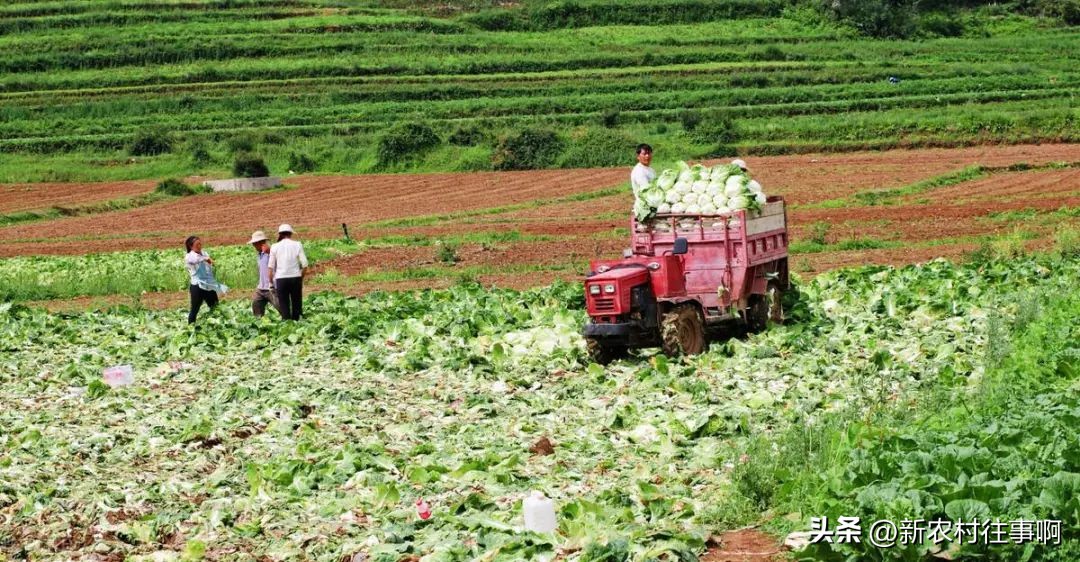 农民赚钱的十大特点,为什么说农民赚钱难
