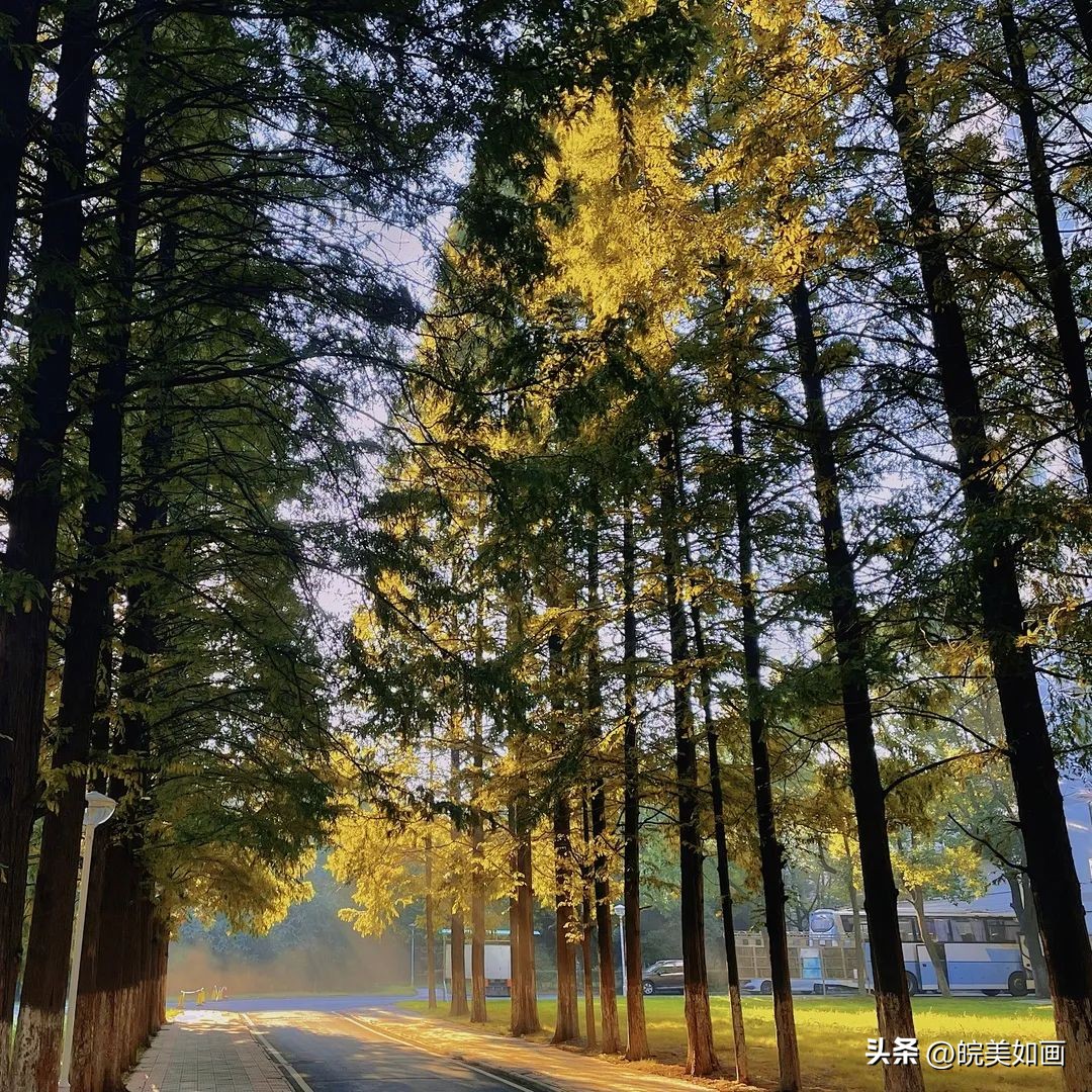 安徽大学好看的风景,高校最美秋景