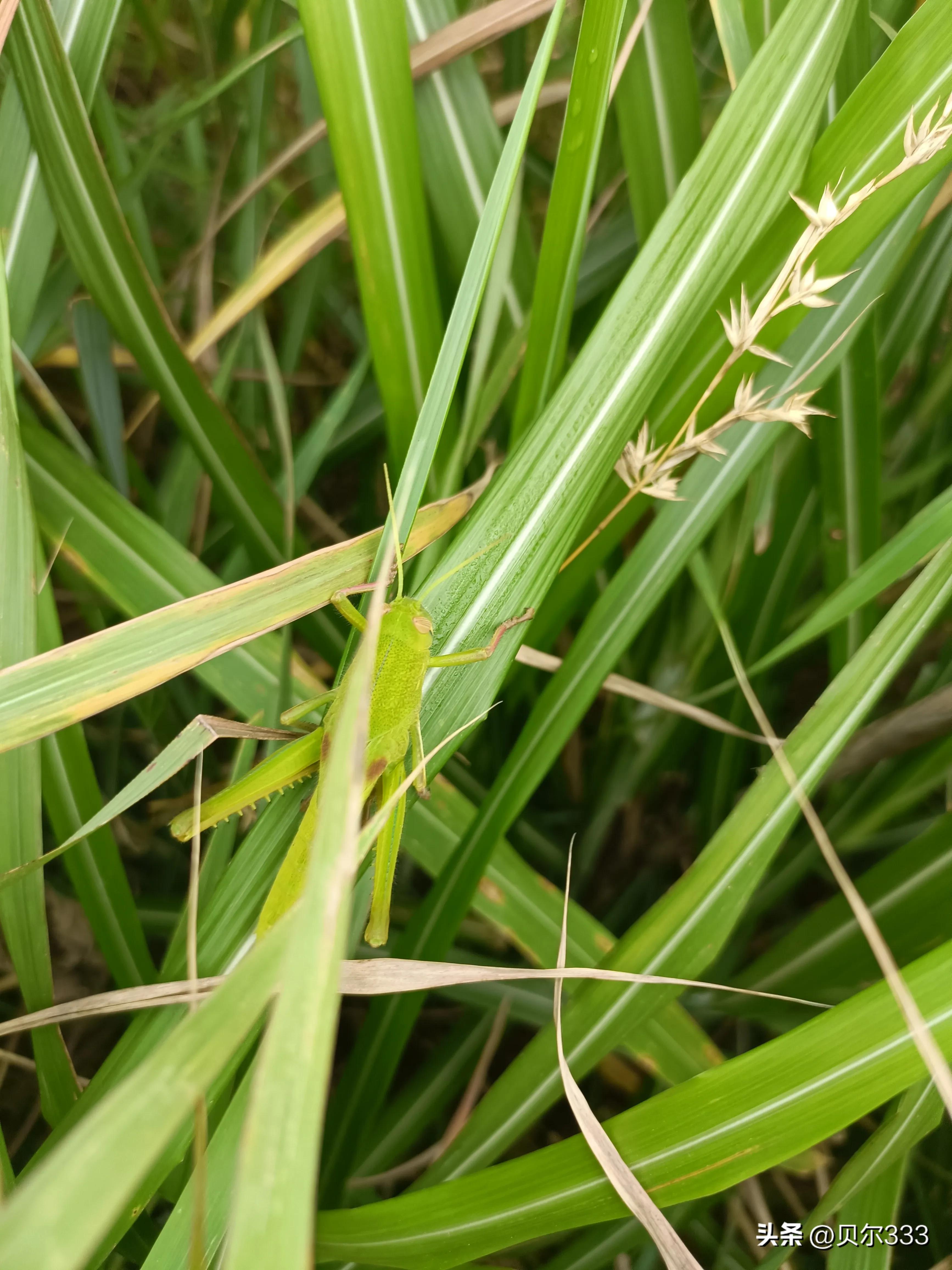 每日一个难单词,每天一个有趣英语单词