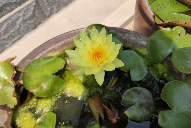 新手碗莲种不好教你一个小技巧,碗莲种藕多久开花