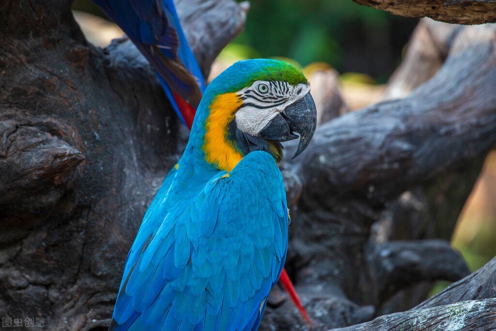 鹦鹉缺钙喂什么好养护视频,宠物鹦鹉吃什么食物好养