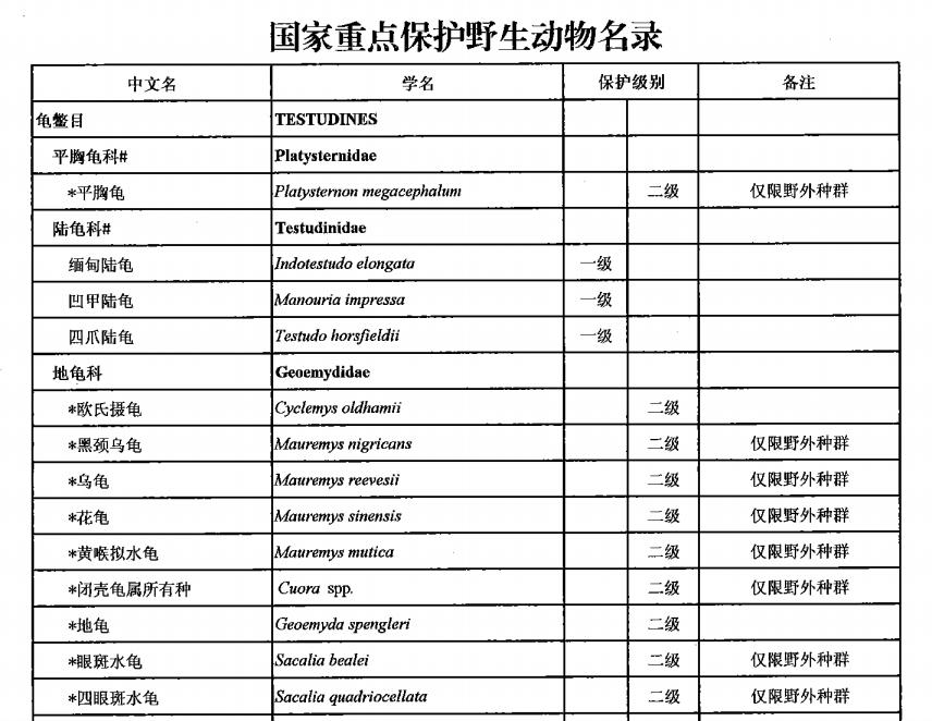 海南陈先生养龟情况,陈先生养猫