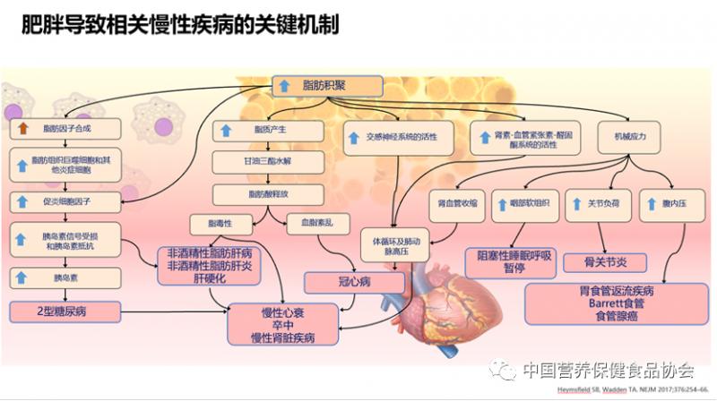 陈伟医生十天快速减肥方法,陈伟医生青少年肥胖