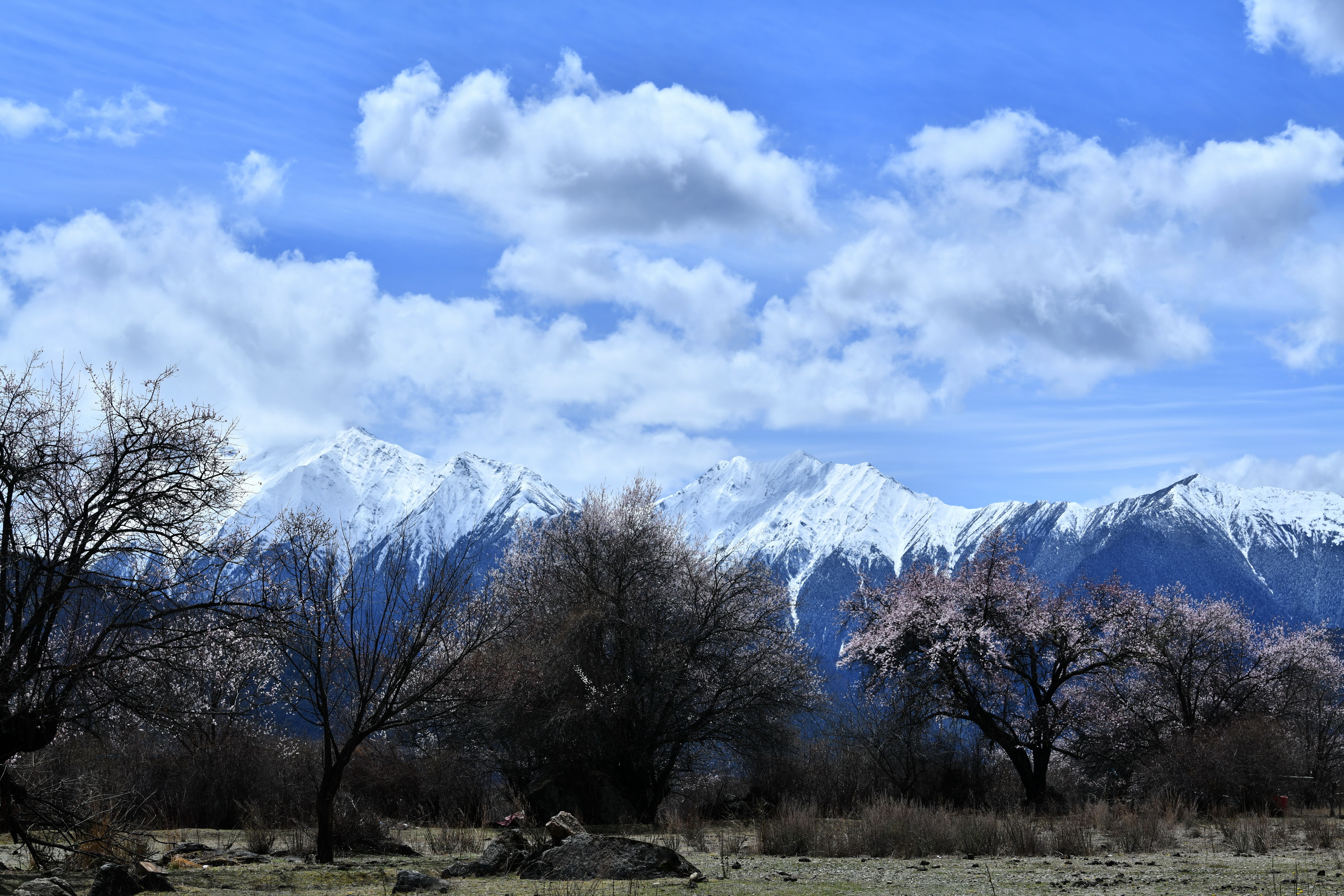 我的林芝一日游攻略,林芝看桃花西藏之旅