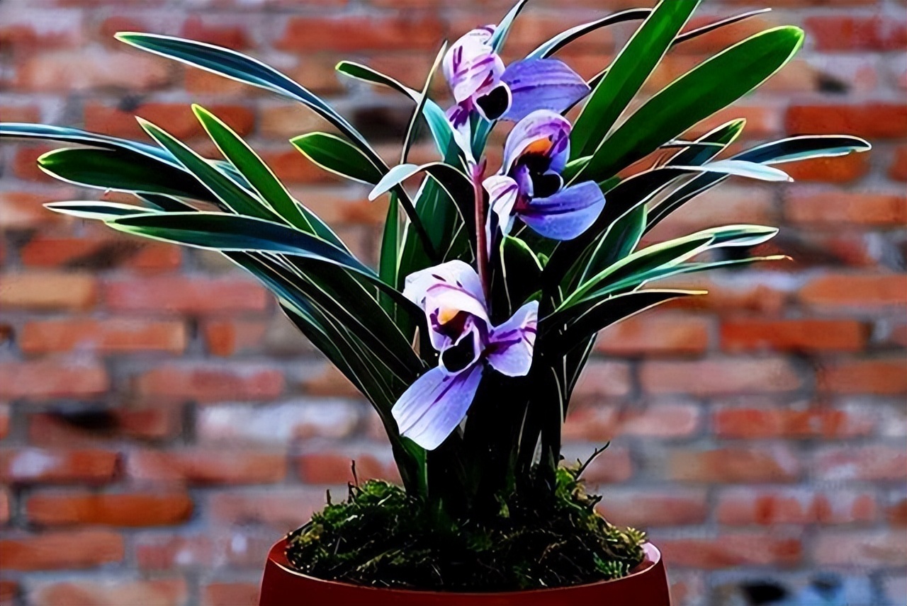 紫色的兰花四季兰,四季开花的紫月兰