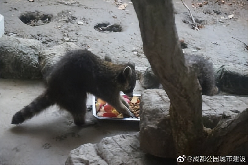 成都动物园狮虎豹苑,成都动物园熊猫馆