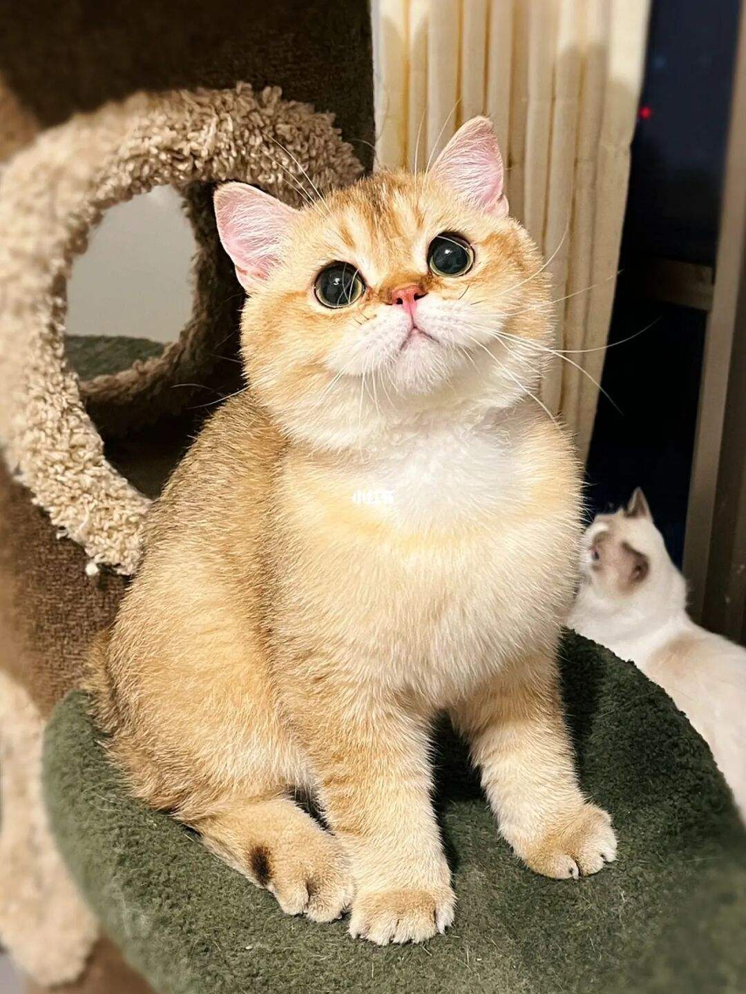 好养好看的短毛猫有哪些品种,狸花猫十种适合新手养的猫