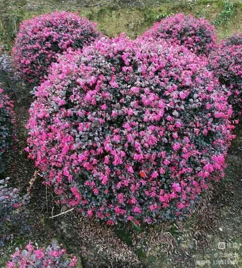 红花檵木的历史故事,白花檵木