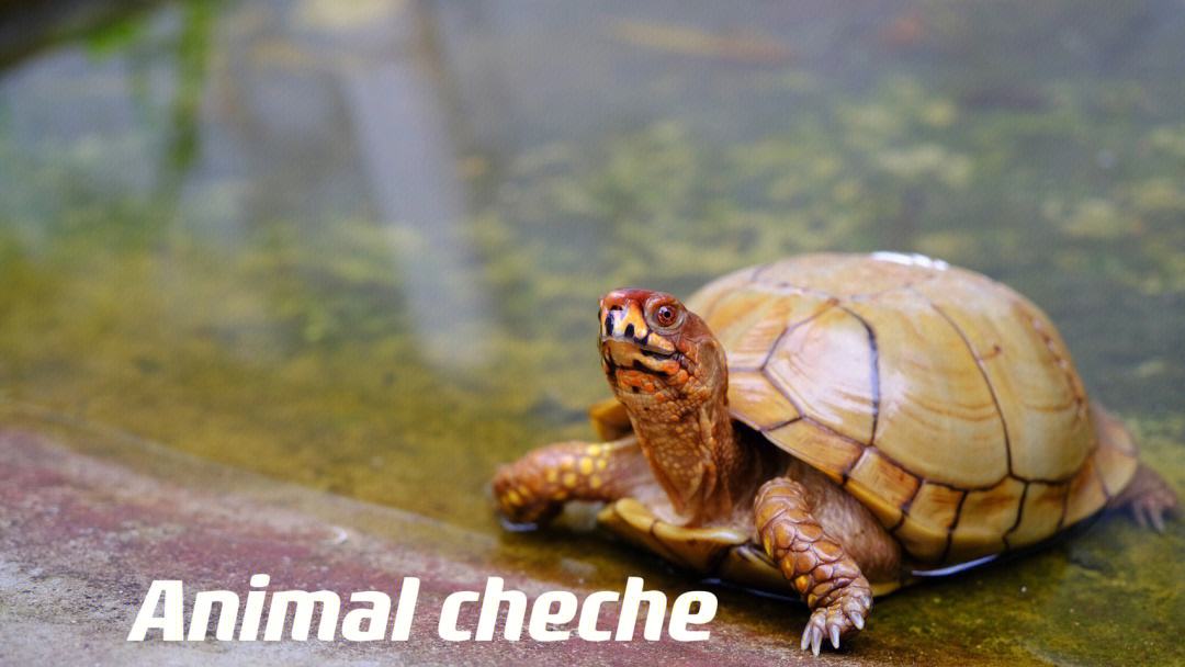 箱龟种类及图片,箱龟品种大全