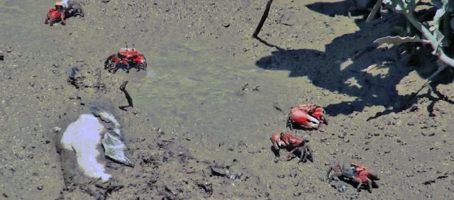 最震撼的红树林,最不真实的红树林