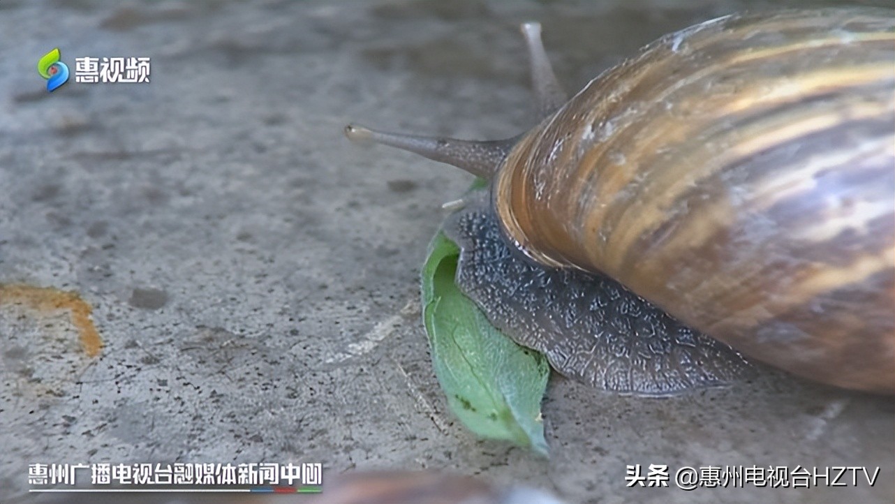 非洲大蜗牛出没雨后要小心