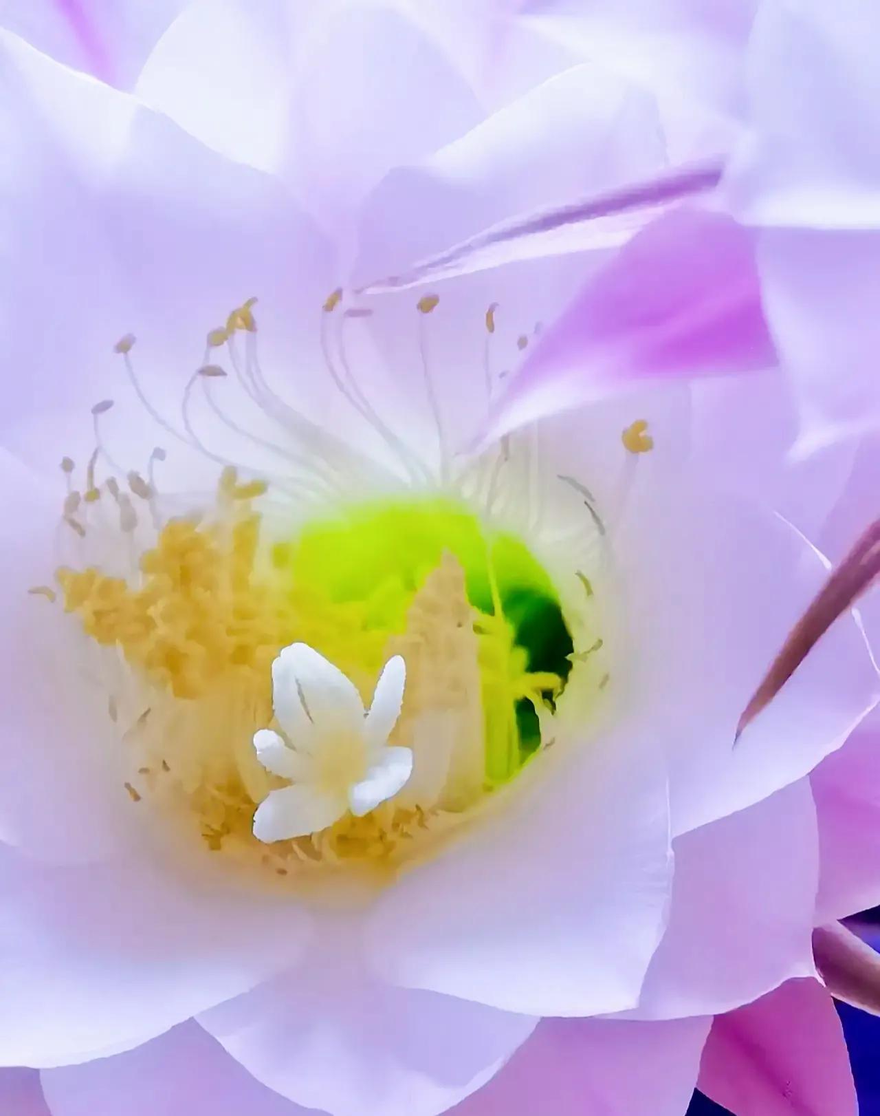 打卡抄书的意义,打卡抄书活动