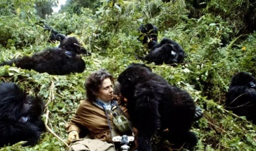 为什么日本人要杂交胚胎实验,日本人的杂交实验成功了吗