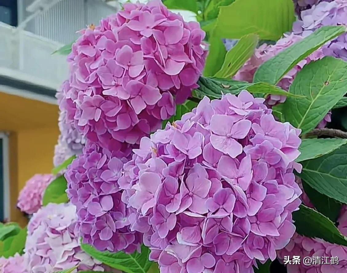 液体叶面肥使用方法,怎么辨别叶面肥好坏