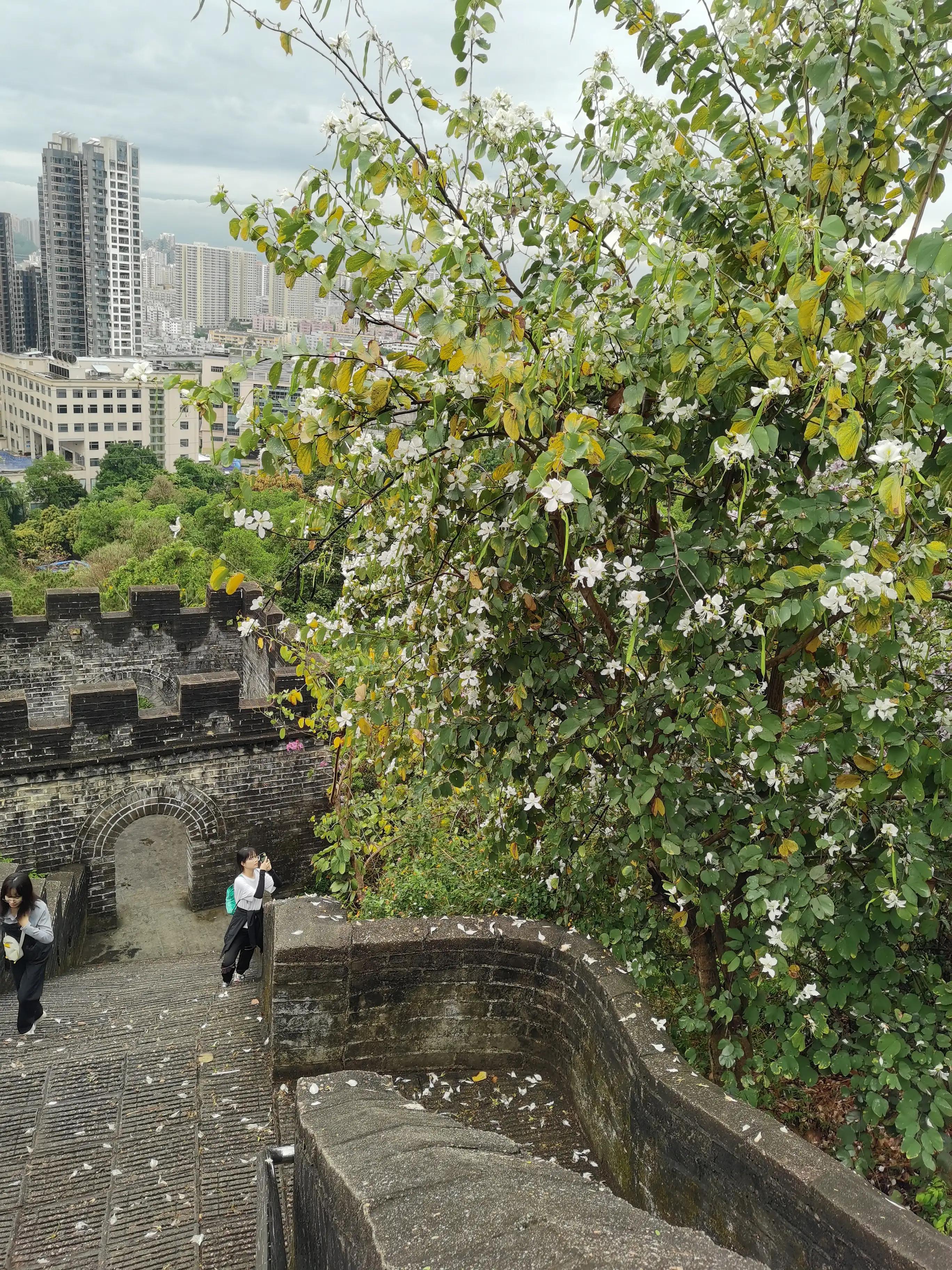 求水山公园仿古长城描述,深圳真正的仿古长城