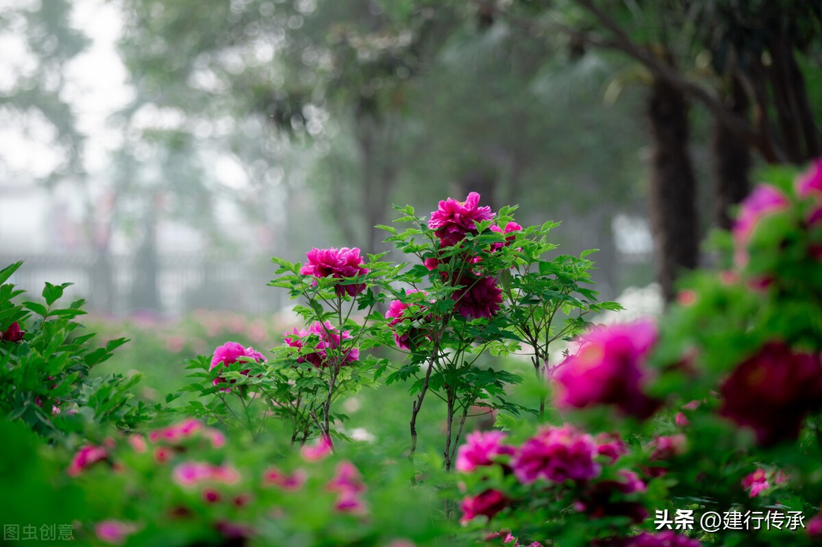二十四节气谷雨国画,二十四节气谷雨古诗