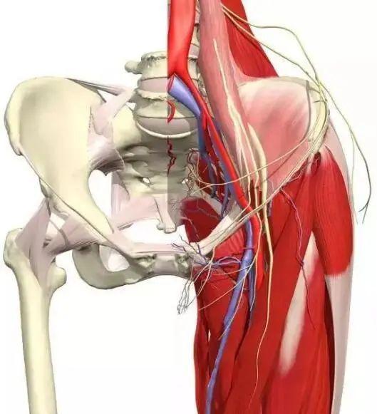 股骨头坏死肌肉萎缩怎么恢复,股骨头坏死锻炼肌肉会恢复吗