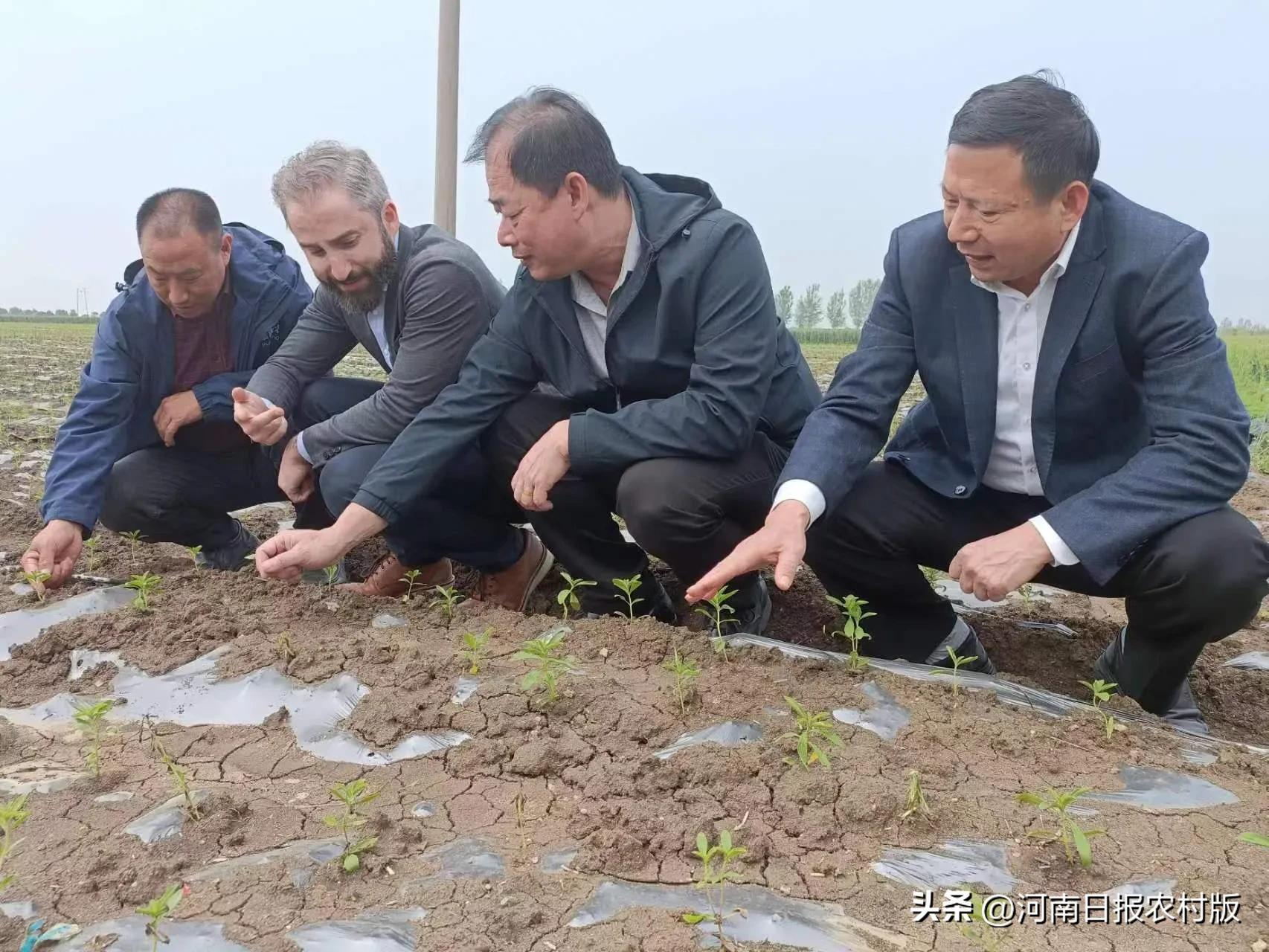邓州市甜叶菊种植基地,促进产业发展农民增收
