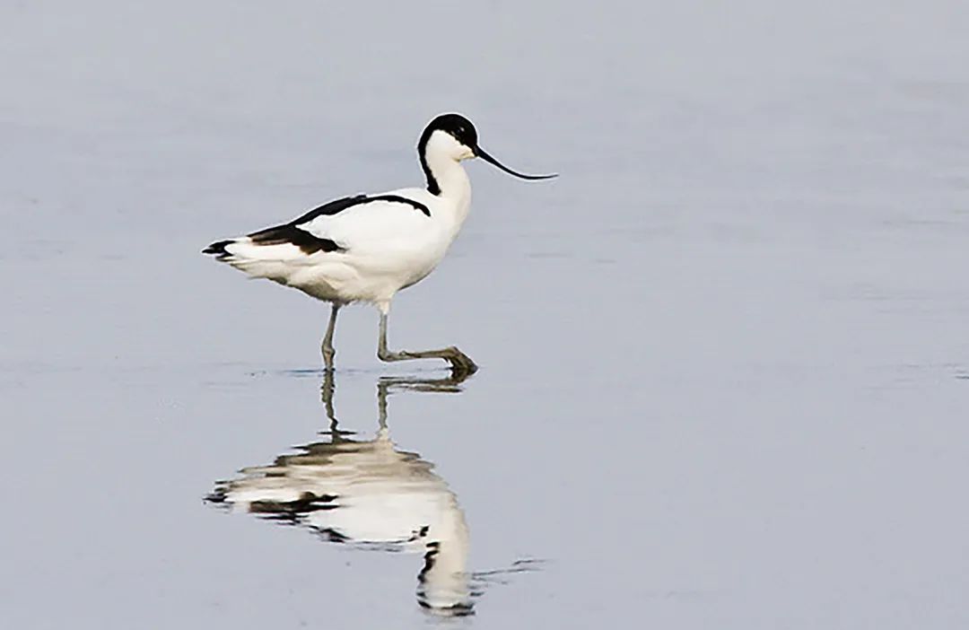 600只鸟图片,50张好看的鸟图片