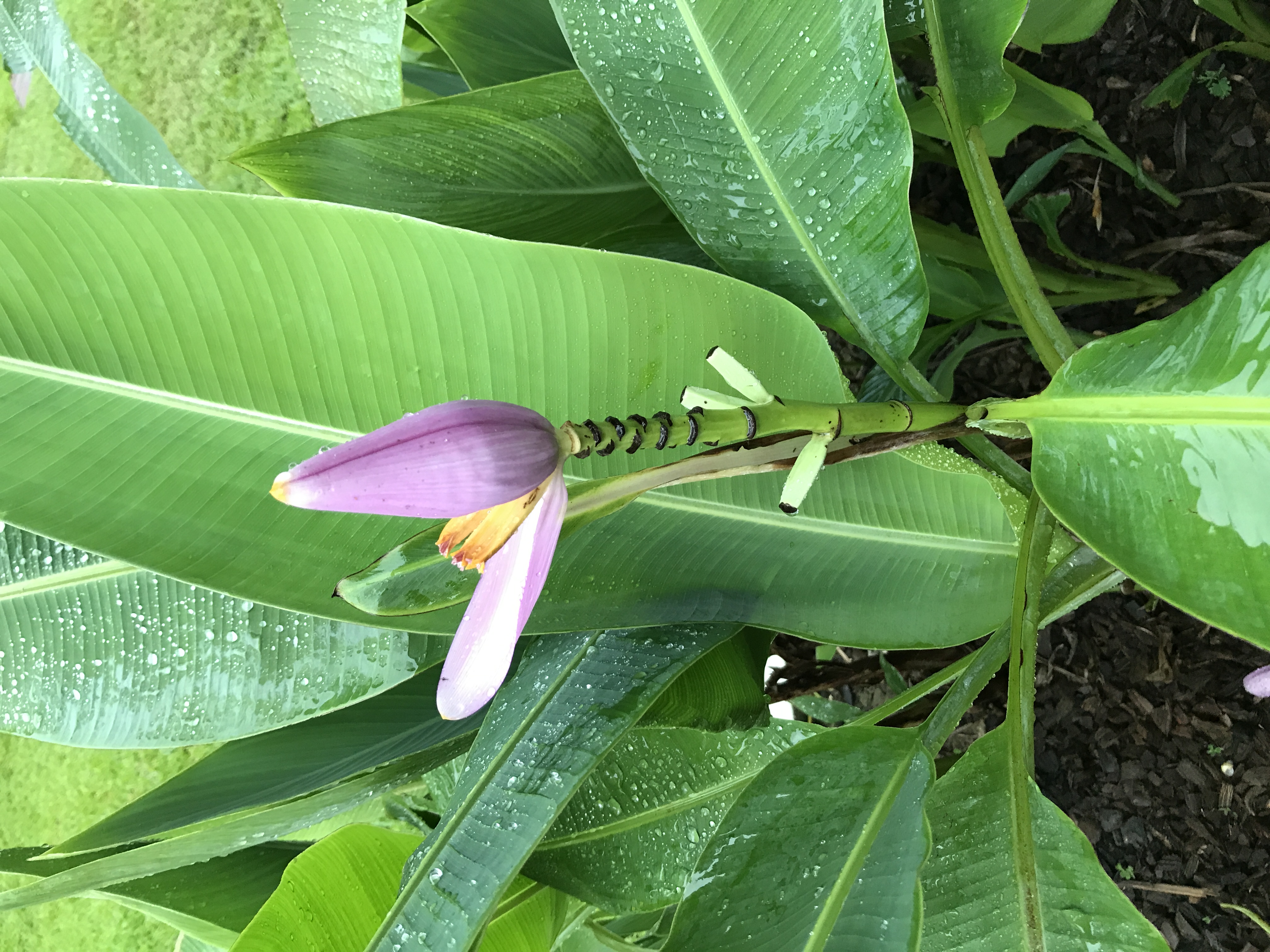 泰国旅游攻略海岛浮潜,泰国象岛跟团游