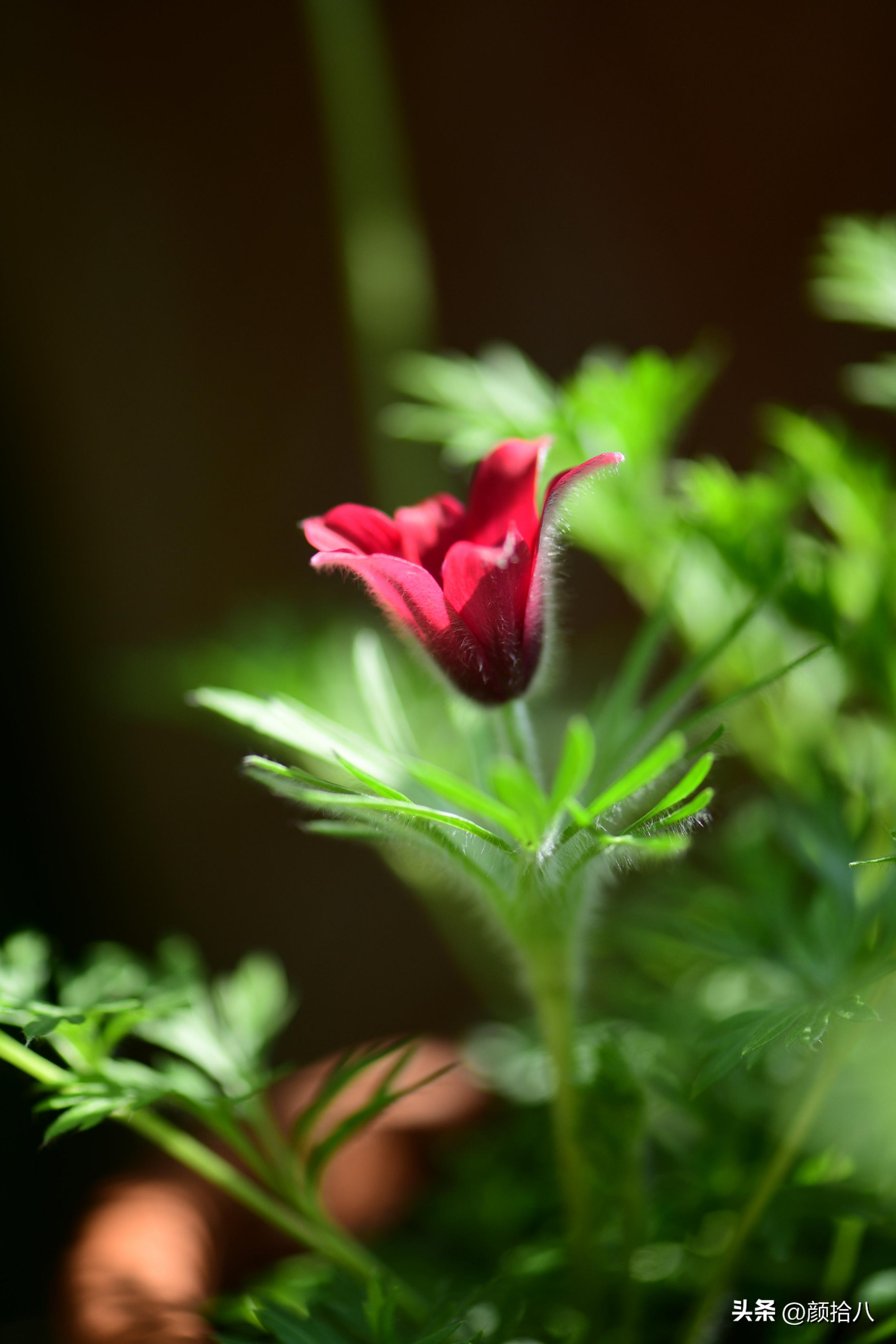 这两年挑战的一些小众球根植物，有收获也有失败|园丁