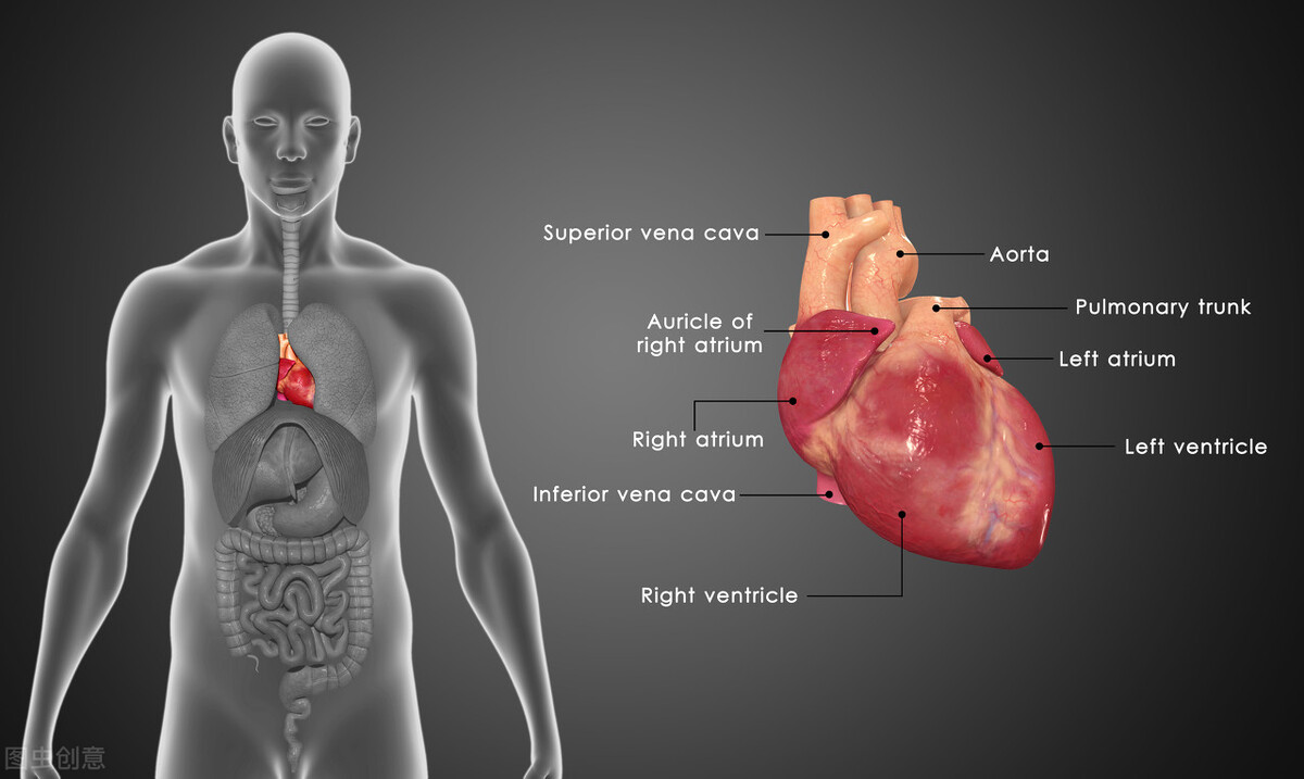 人的心脏突然刺痛是为什么,心脏部位疼痛是什么病