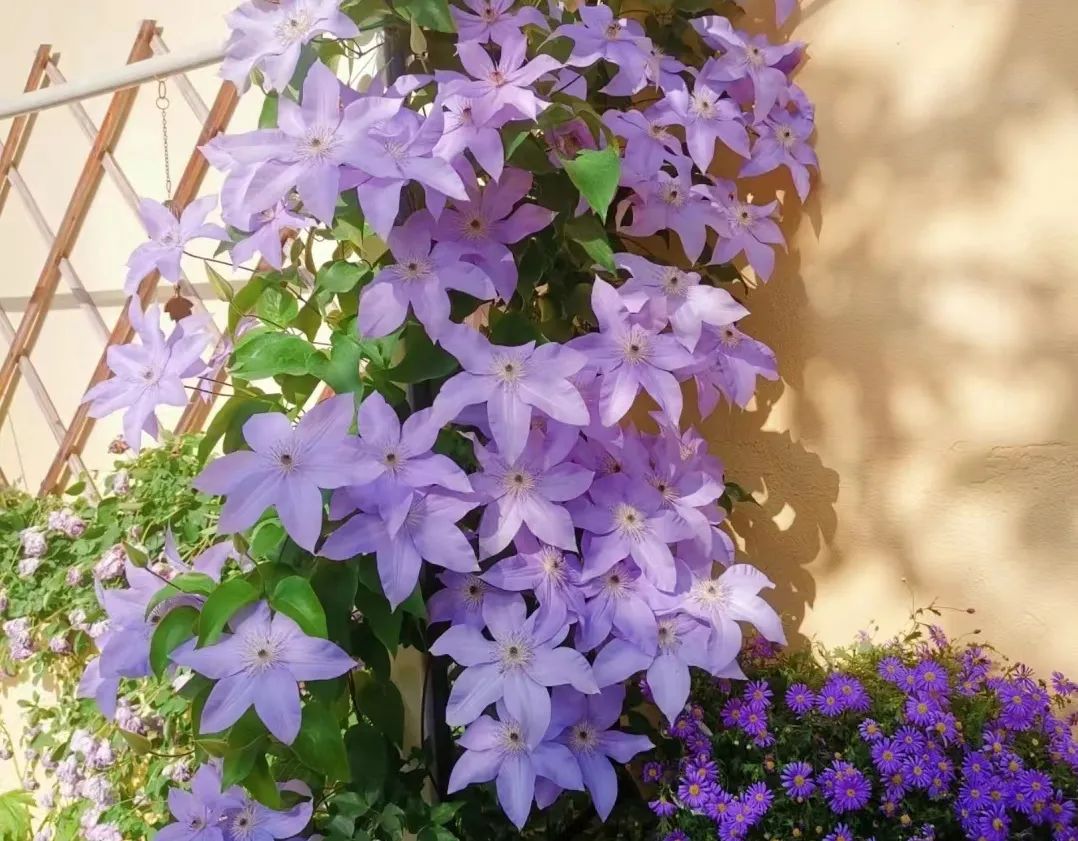 30款经典蓝紫色开花植物!别拉我,就让我坠入这梦幻的漩涡